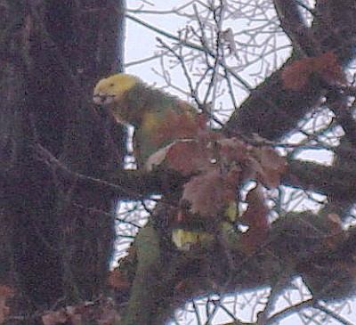 30.11.2007 bandido3.jpg