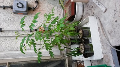 20170707_152959.jpg