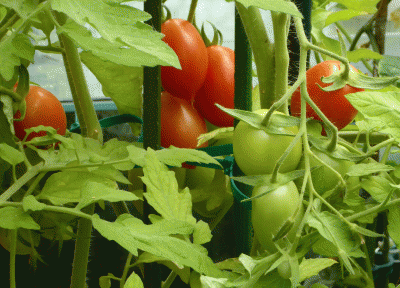 P1050517.gif