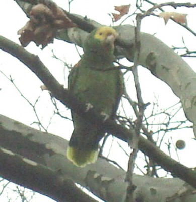 30.11.2007 bandido2.jpg