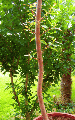 P1050511.gif
