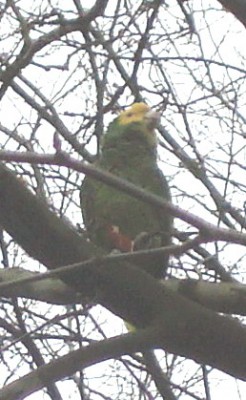 30.11.2007 bandido1.jpg