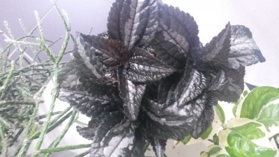 20170718_115308.jpg