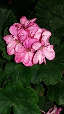 IMG-20170719-WA0003.jpg
