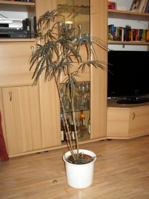 P1010047.JPG