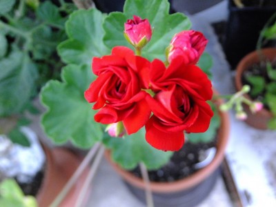 DSCF9694.JPG