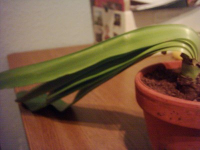 Amaryllis (2).JPG