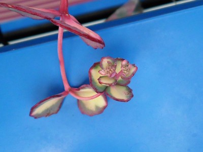 Sedum2.JPG
