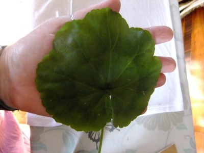 DSCF2052.JPG