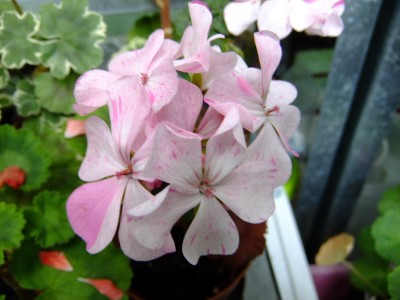 DSCF2058.JPG