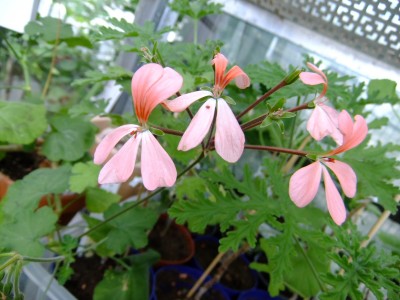 DSCF2060.JPG