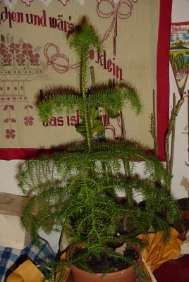 DSC02222.JPG