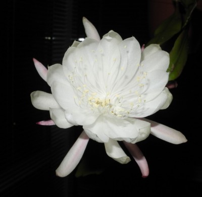 DSCN7963-a.jpg