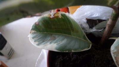 ficus-unterstes.jpg
