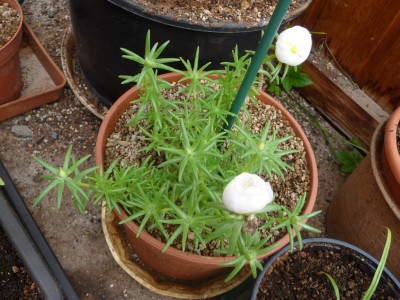 Portulaca.jpg