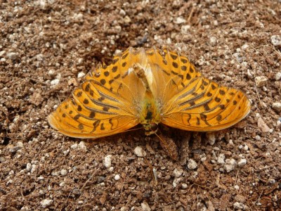 Schmetterling.jpg