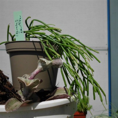R. clavata vielleicht.JPG