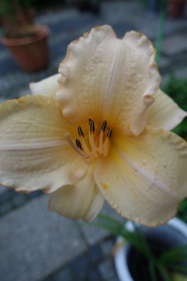 DSC03537.JPG