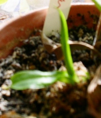 PICT0366.JPG