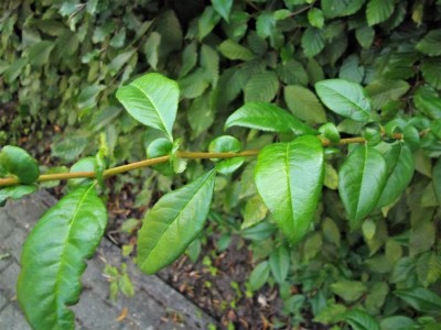 IMGP6745.JPG