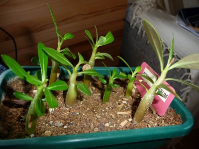 AdeniumObesum.jpg