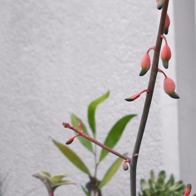 Gasteria (2).JPG