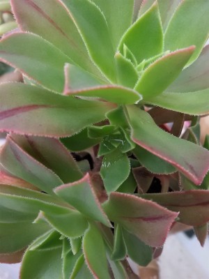 Aeonium.jpg