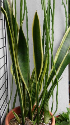 Sansevieria.JPG