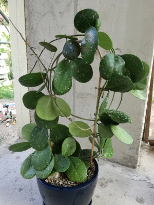 obovata.jpg