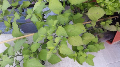 20170820_184217.jpg