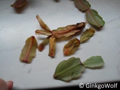 Schlumbergera_2017_08_26 (4).JPG