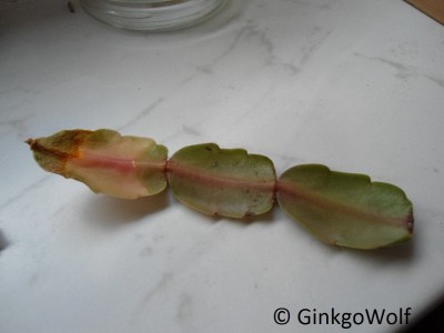 Schlumbergera_2017_08_26 (5).JPG