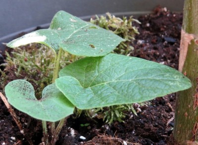 4_Macadamia_Macadamia ternifolia_web.jpg