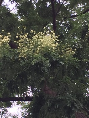 unbek.Baum (2).JPG