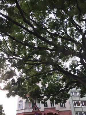 unbek.Baum (11).JPG