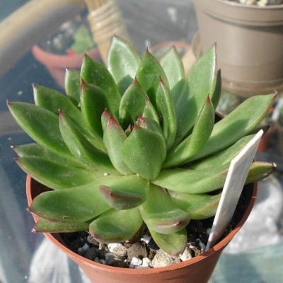 agovoides pulidonis (2).JPG