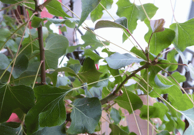 P1060289.gif