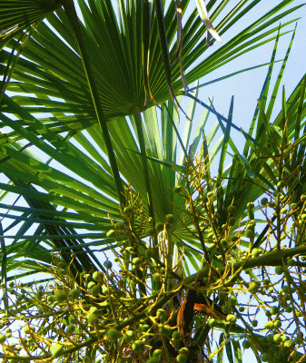 P1060189.gif