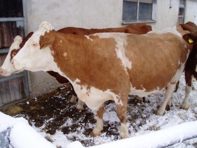 02 Kersch 1516.JPG
