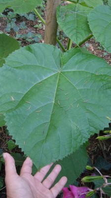 20170903_152818[1].jpg