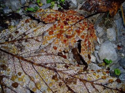00000leaf.JPG