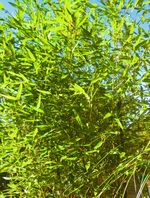 P1060426.gif