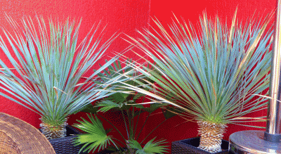 P1060432.gif