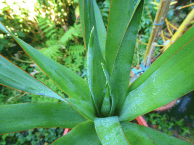 P1060450.gif