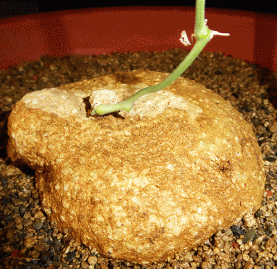 P1060460.gif