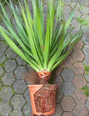 P1060468.gif