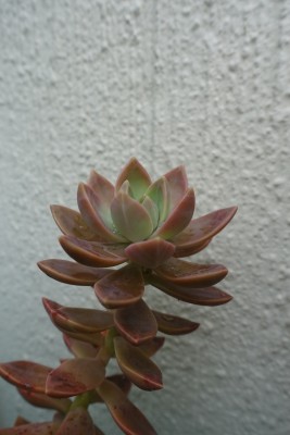 DSC00341.JPG