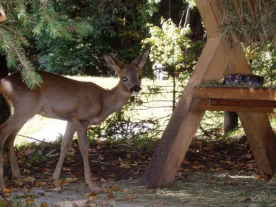 rehe.JPG