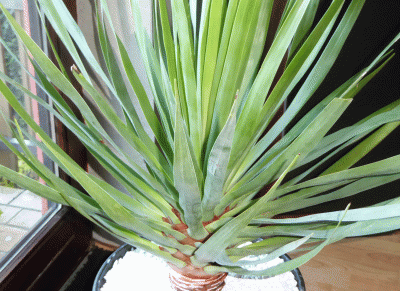P1060478.gif