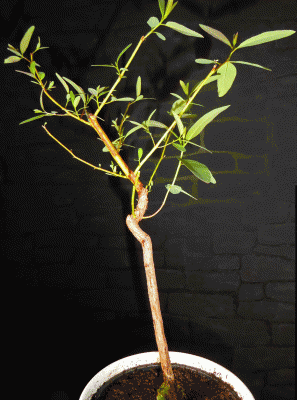 P1060482.gif
